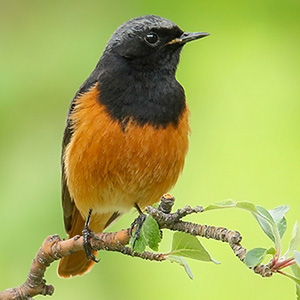 Black Redstart